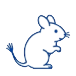 デグー