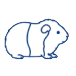 モルモット